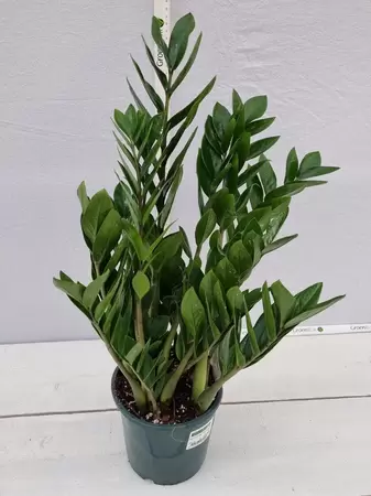 Zamioculcas zamiifolia P17 - afbeelding 2