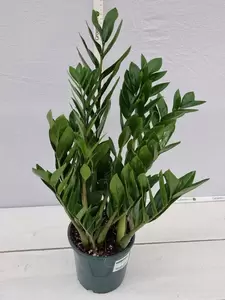 Zamioculcas zamiifolia P17 - afbeelding 2