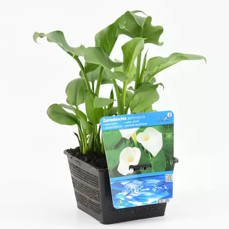 Zantedeschia aethiopica - afbeelding 1