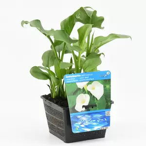 Zantedeschia aethiopica - afbeelding 2