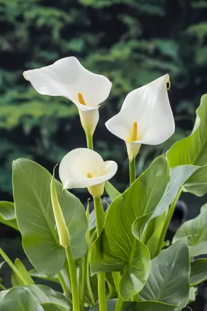 Zantedeschia aethiopica - afbeelding 2