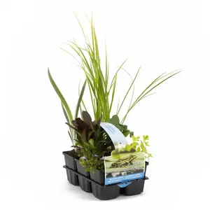 Zuiverend waterplanten 6-pack