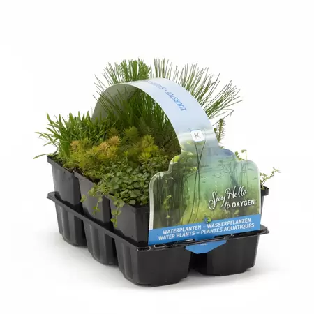 Zuurstof waterplanten 6-pack