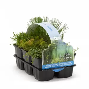 Zuurstof waterplanten 6-pack